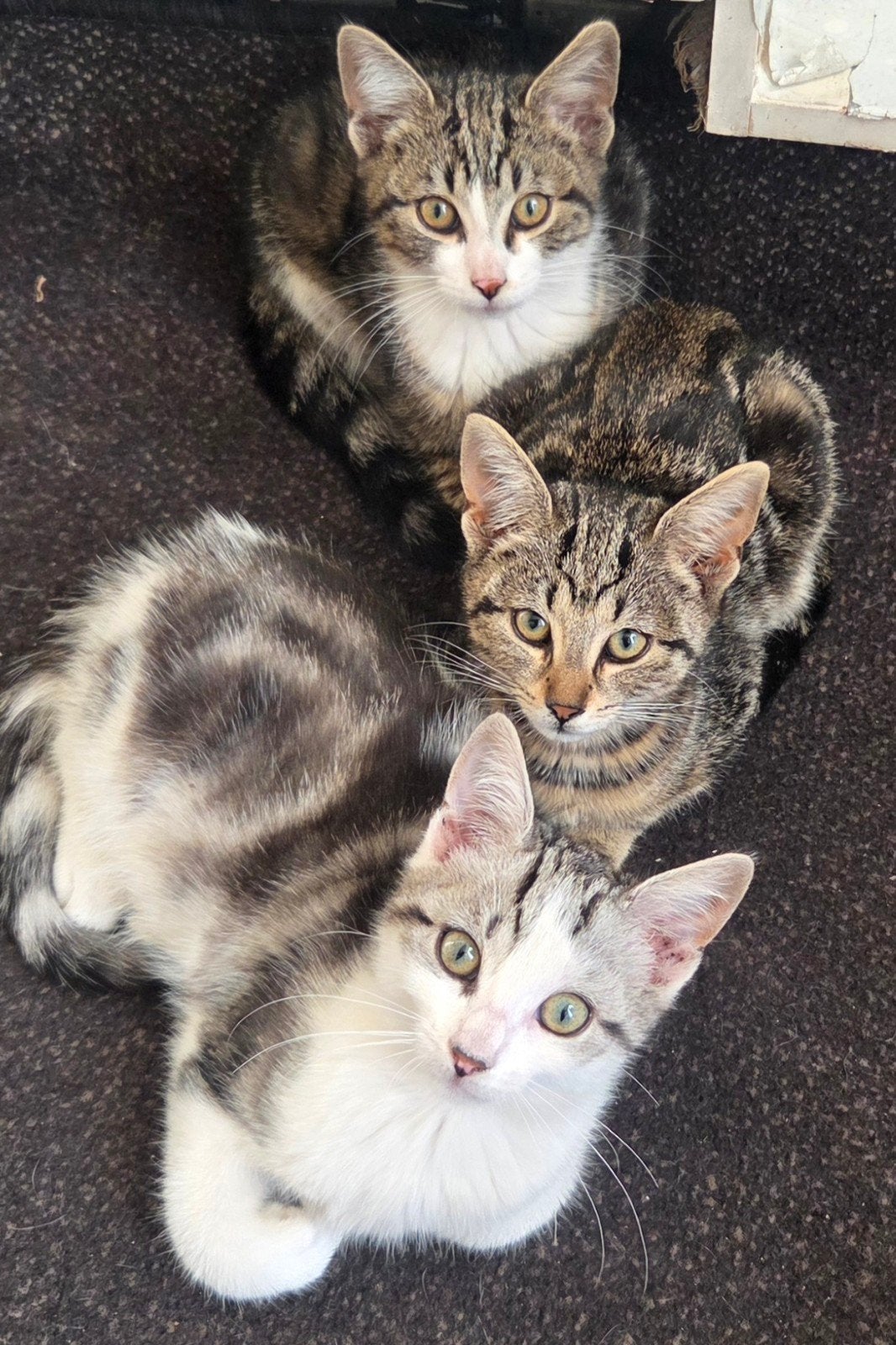 Drie kruising kittens tve katertjes en poesje, Meerdere dieren, Langharig, 0 tot 2 jaar