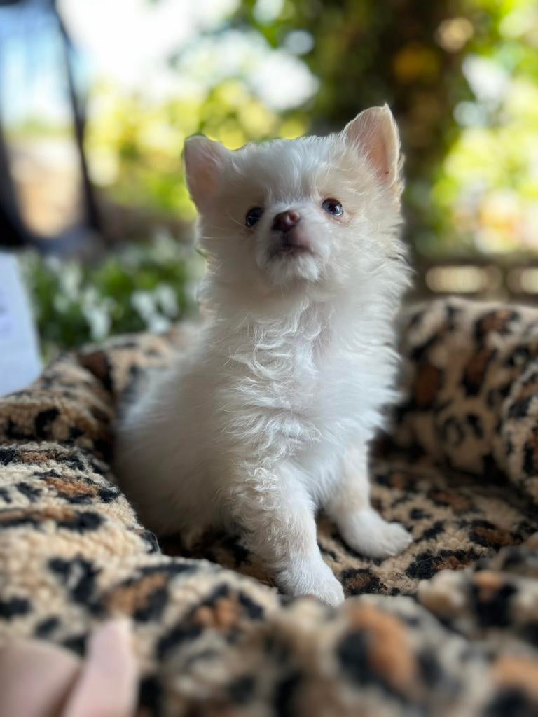 Pomchi pup reutje pomeriaan x chihuahua puppy 🐾💙, Reu, 8 tot 15 weken, Parvo, Eén hond