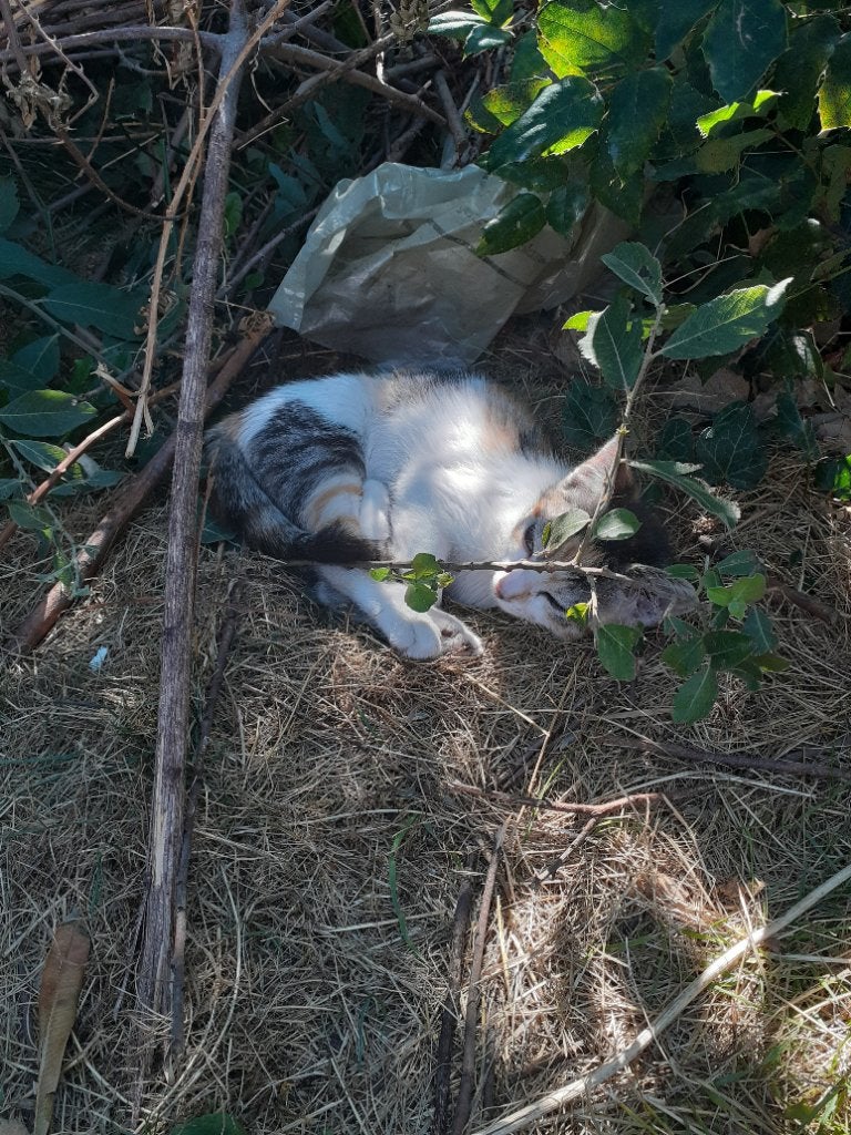 Kittens, Meerdere dieren, Kortharig, 0 tot 2 jaar