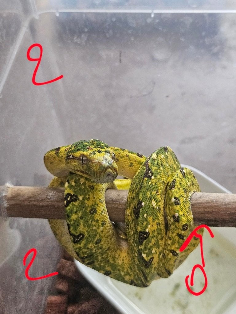 Morelia viridis azurea biak 2024 Green Tree Python photo 2