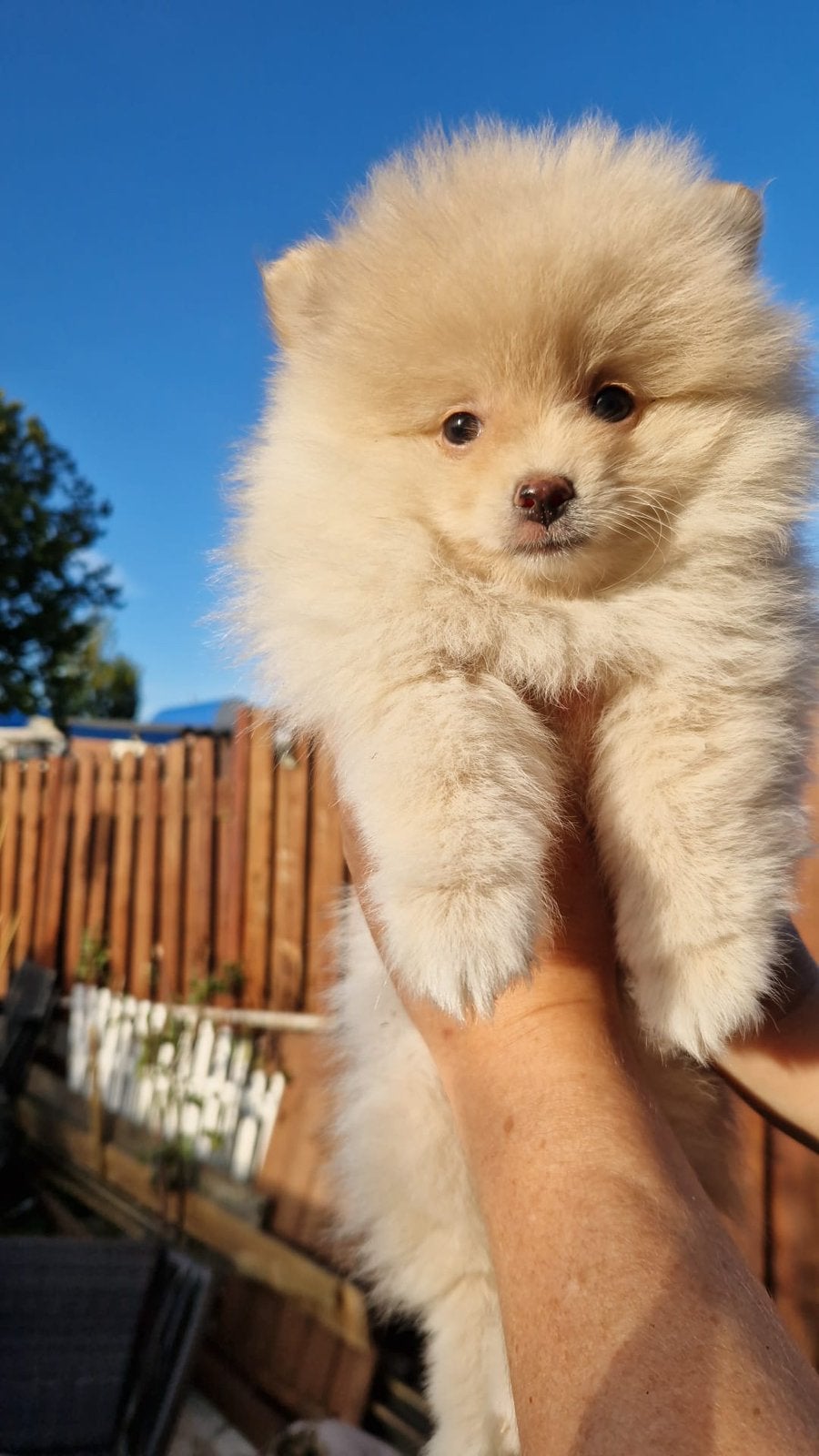 Pomeriaan, Dieren en Toebehoren, Honden | Poolhonden, Keeshonden en Oertypen, Keeshond, Reu, 8 tot 15 weken, Parvo