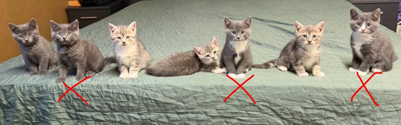 Kitten katers beschikbaar
