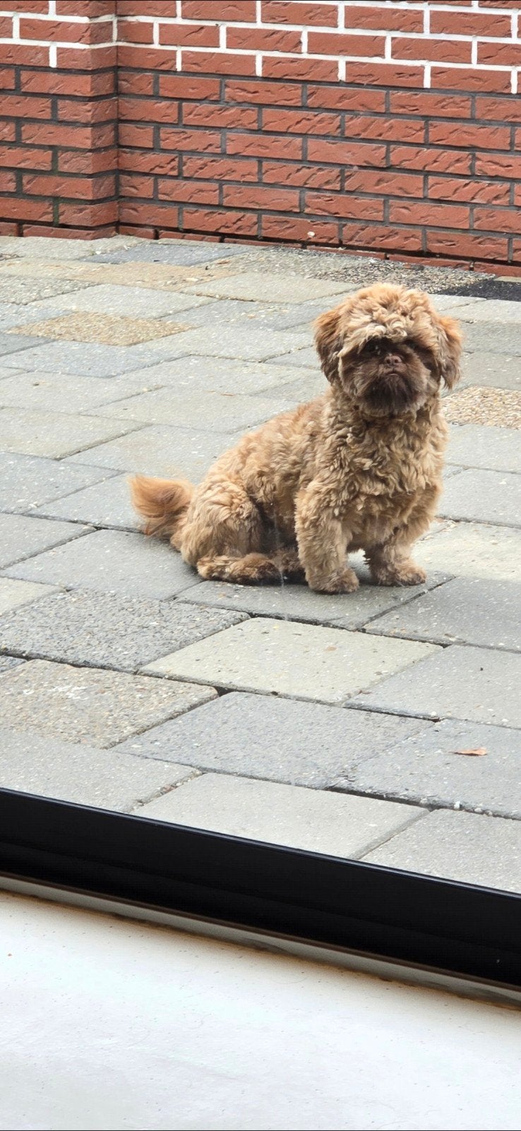 GERESERVEERD  kruising shih-tzu poedel, Dieren en Toebehoren, Honden | Chihuahua's en Gezelschapshonden, Parvo, 1 tot 2 jaar, Eén hond
