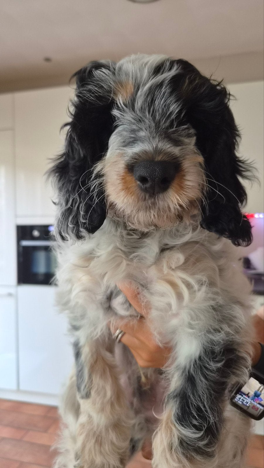 cockapoo  pup te koop, Reu, 8 tot 15 weken, CDV (hondenziekte), Eén hond