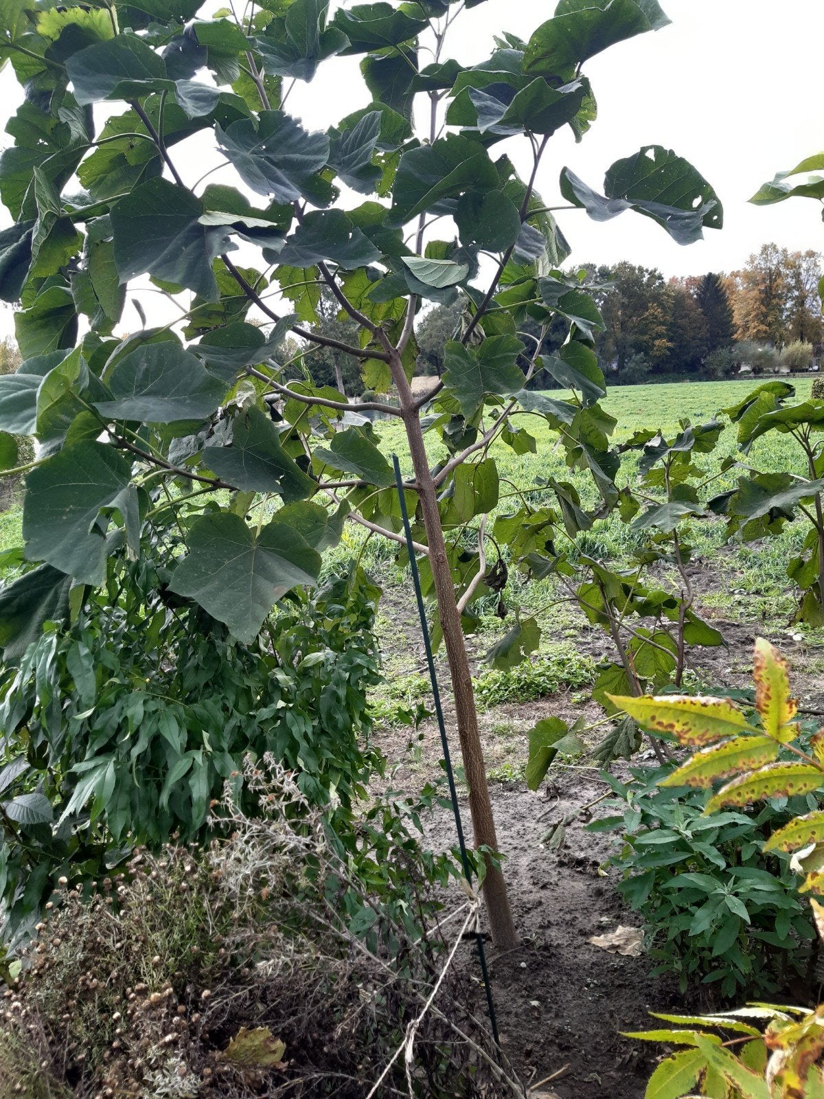 anna paulowna boom, Overige soorten, Lente, 250 tot 400 cm, Ophalen