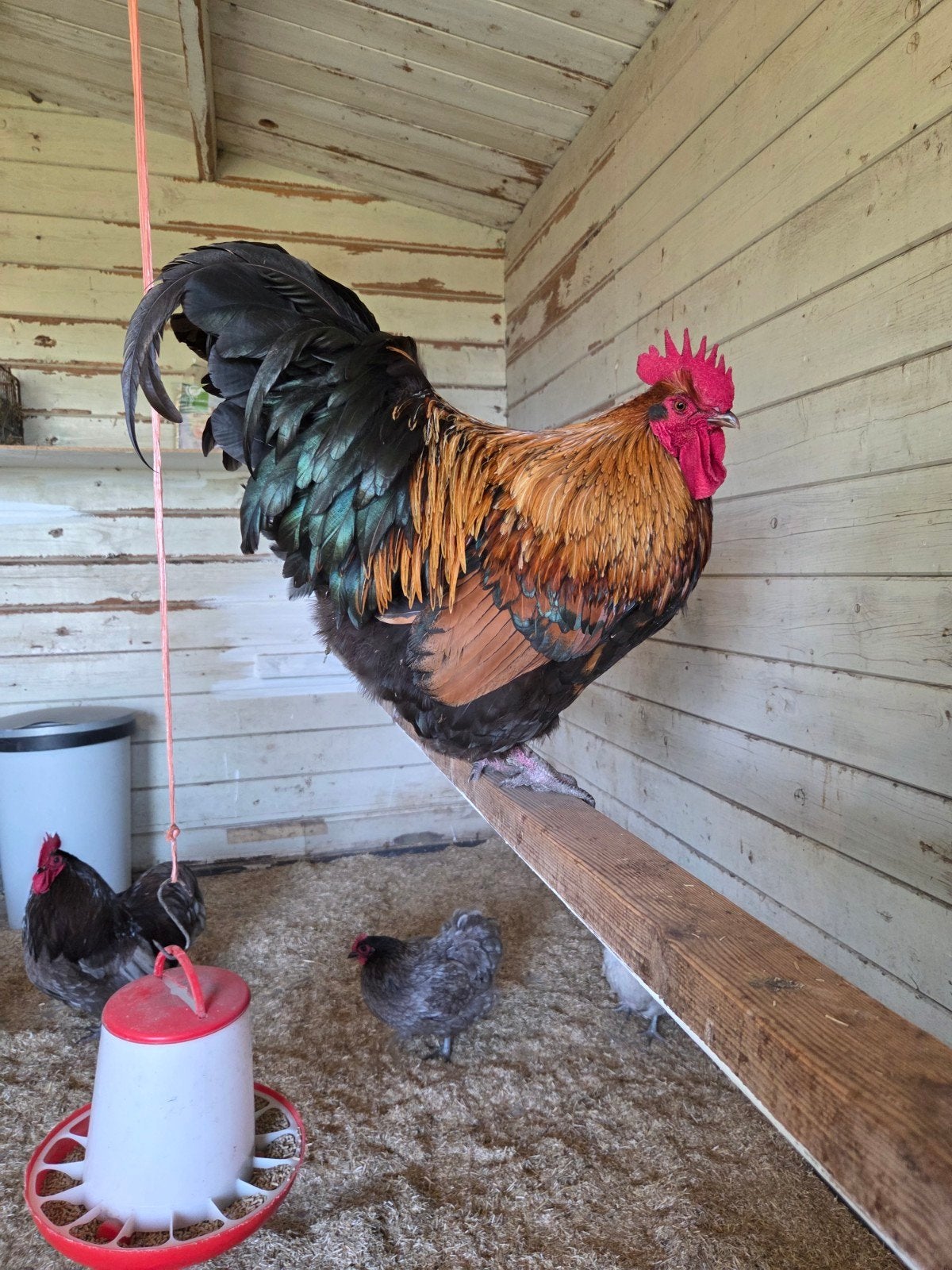 orpington haan, Dieren en Toebehoren, Pluimvee, Mannelijk, Kip