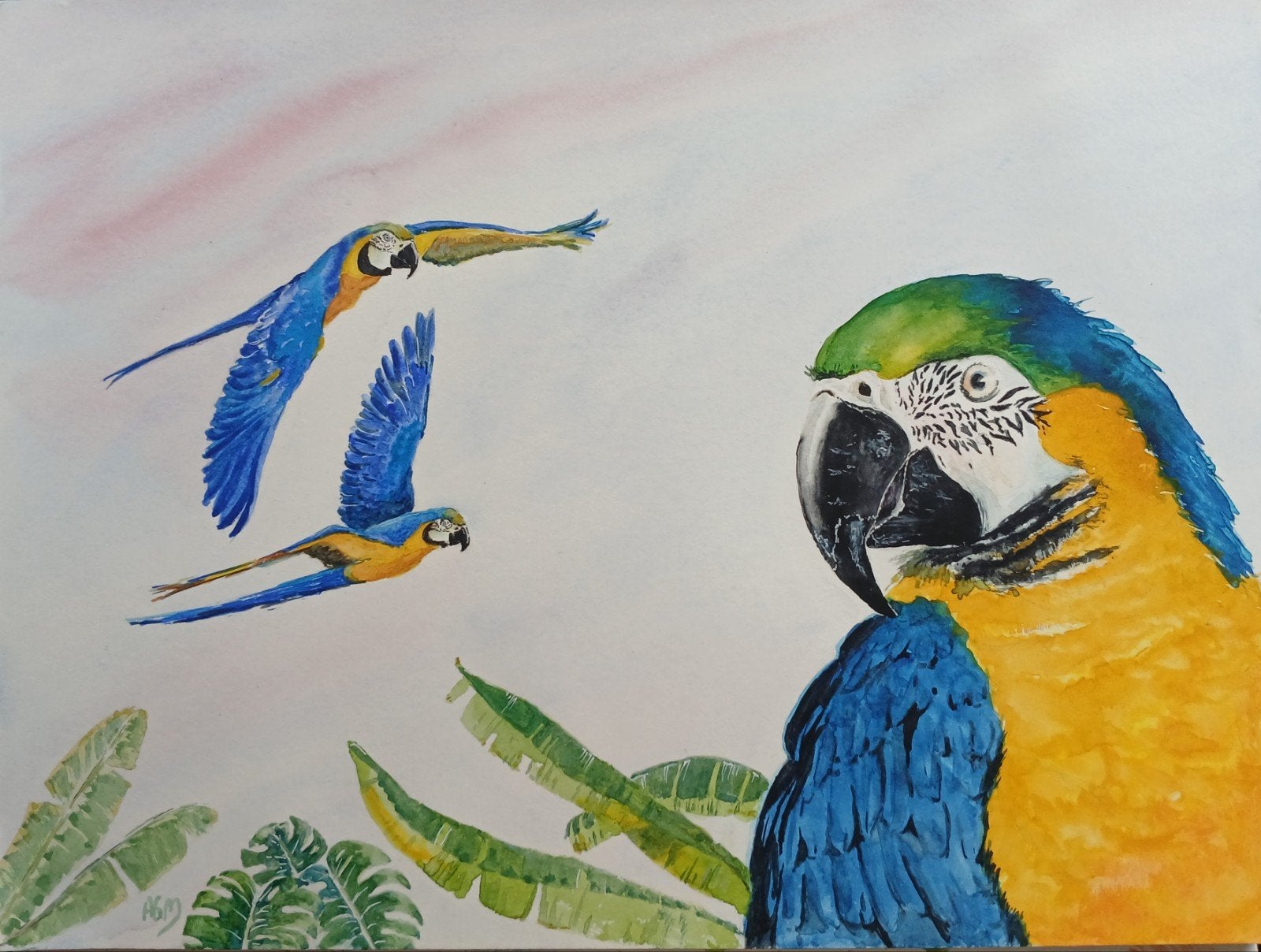 Aquarel ara's, Antiek en Kunst, Kunst | Schilderijen | Modern, Ophalen of Verzenden