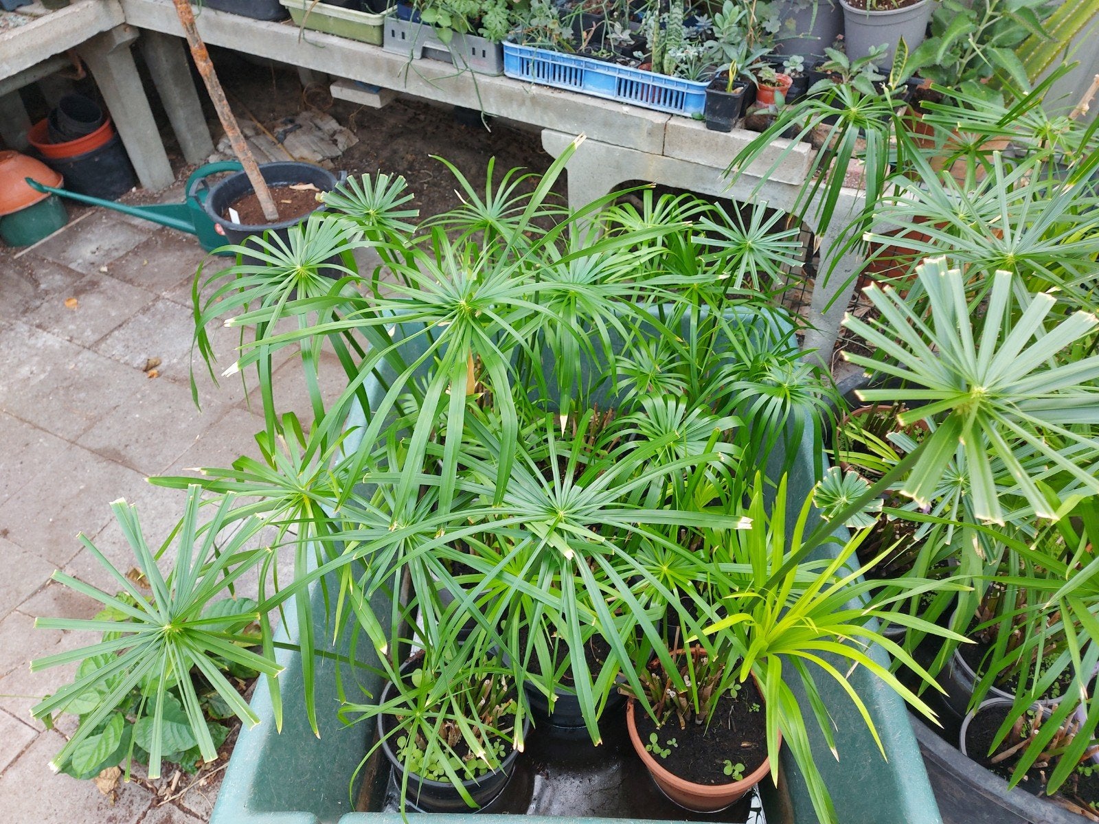 Parapluplant, Ophalen of Verzenden, Halfschaduw, Minder dan 100 cm