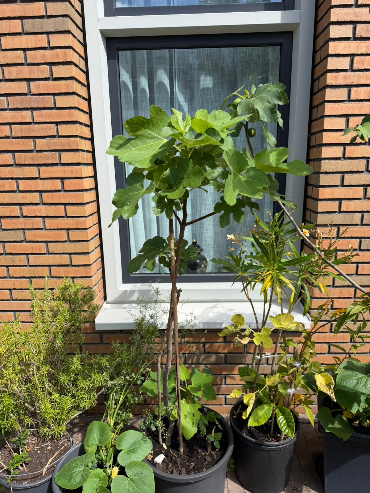 Vijgenboom 3 jaar oud 1,5 meter hoog, Ophalen, Lente, Volle zon, In pot