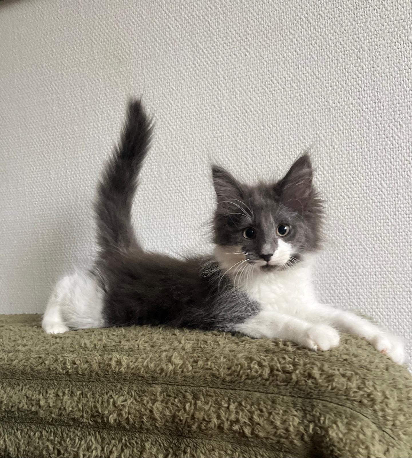 Noorse Boskat kittens met Stamboom, Meerdere dieren, Met stamboom, 0 tot 2 jaar