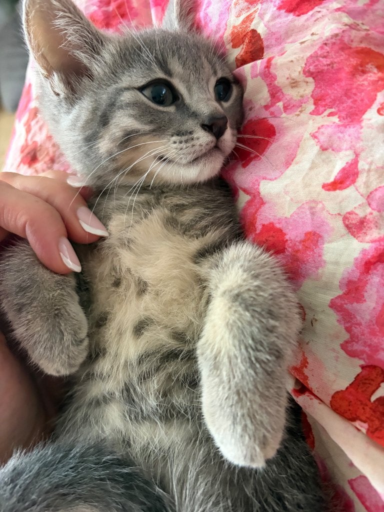 Kittens, Dieren en Toebehoren, Meerdere dieren, Ontwormd, 0 tot 2 jaar