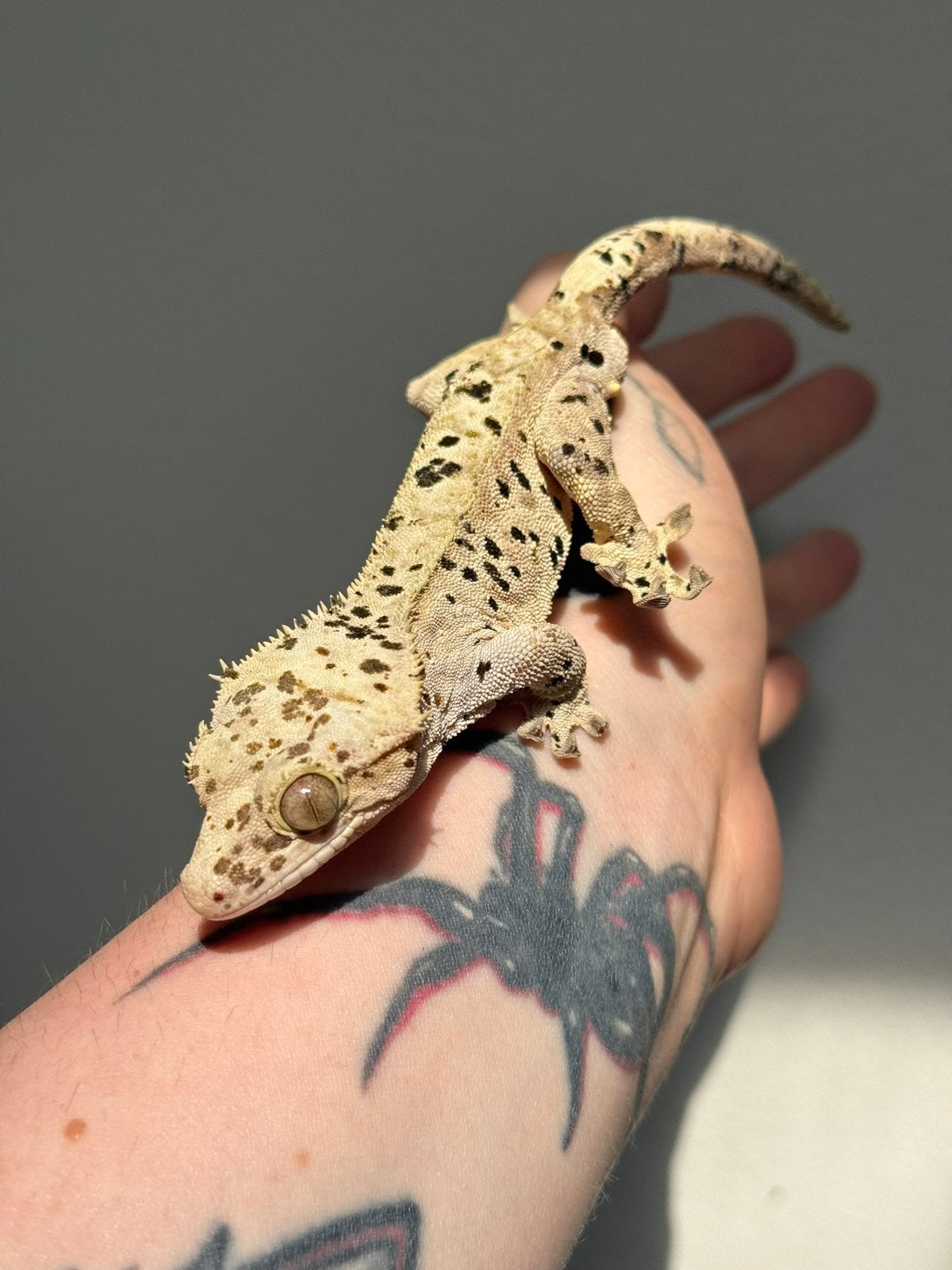 Wimpergekko dalmatian baby Crested Gecko photo 5