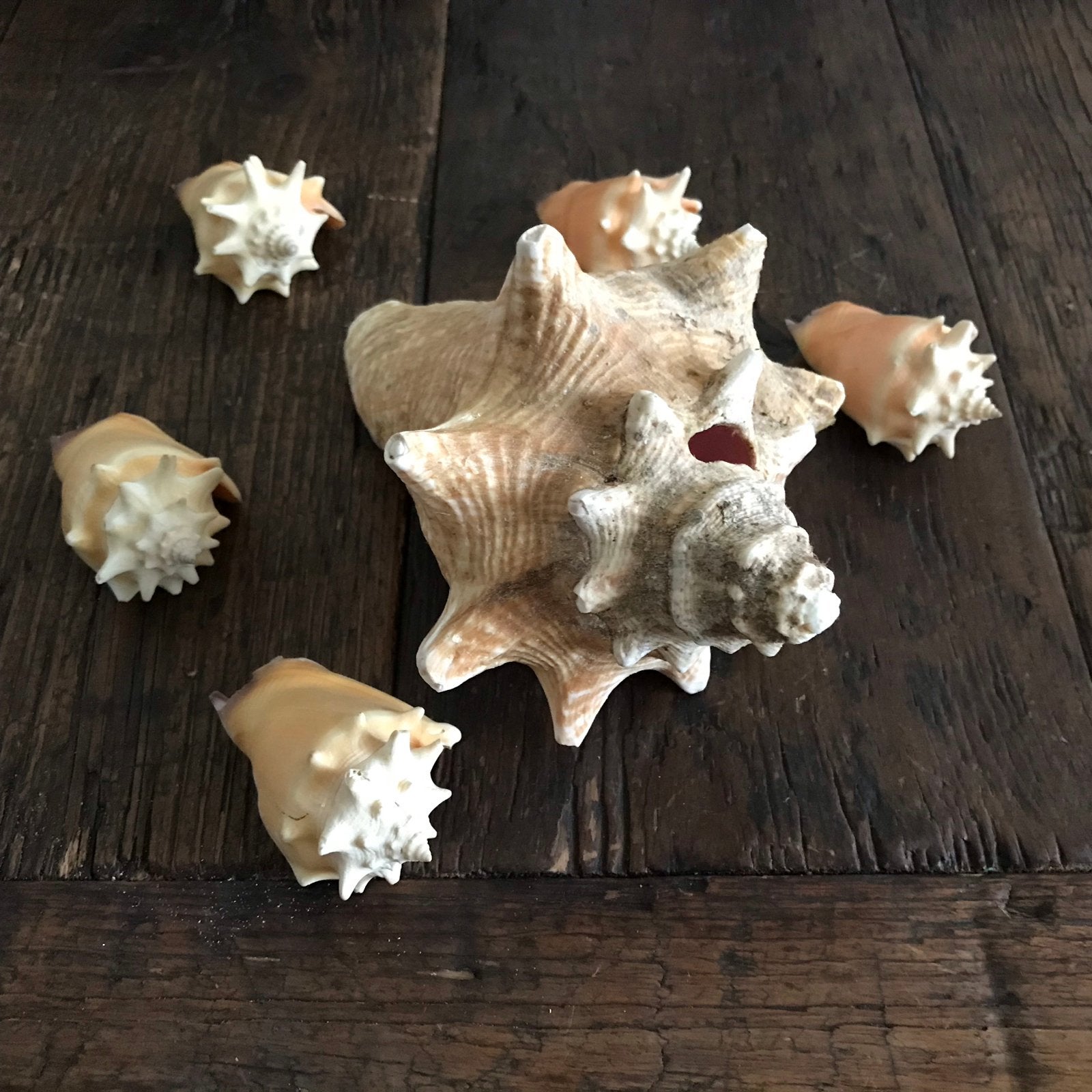 Decoratieve schelpen set: grote en kleine schelpen, Verzamelen, Ophalen of Verzenden, Gebruikt
