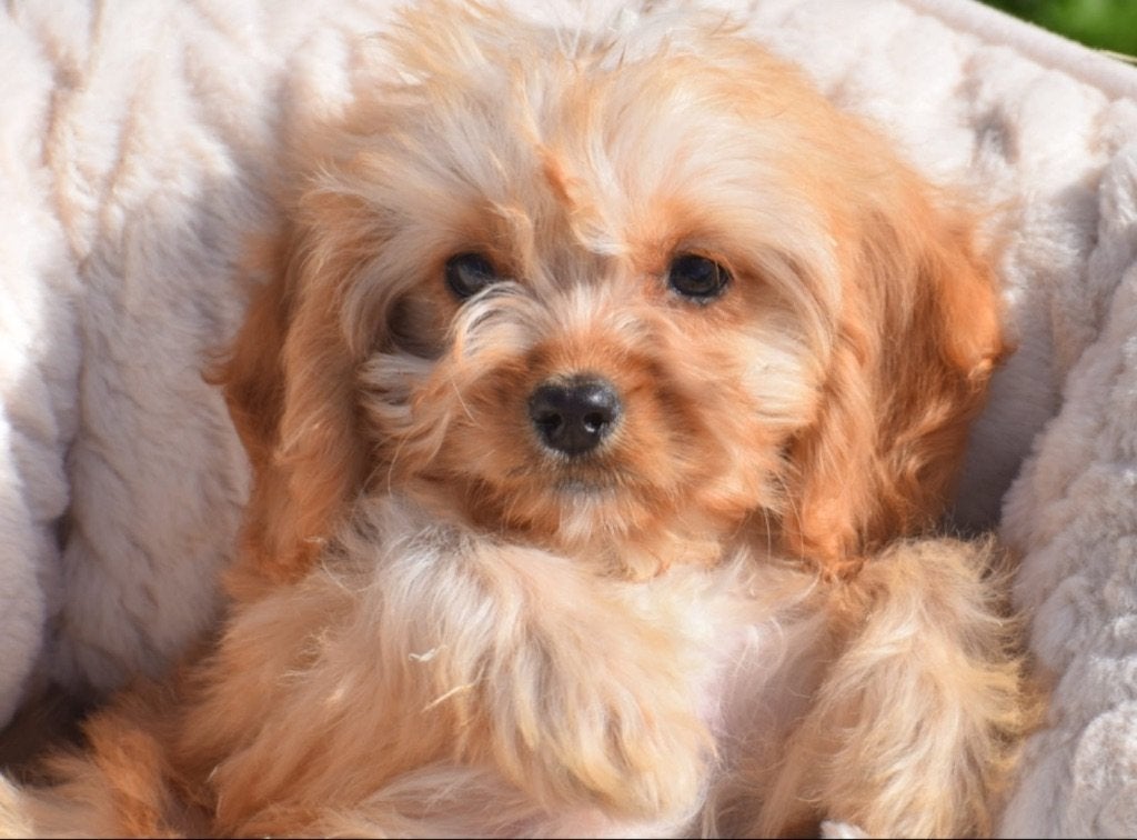 Cavapoo pup laatste uit nestje, België, 15 weken tot 1 jaar, Teef, Eén hond