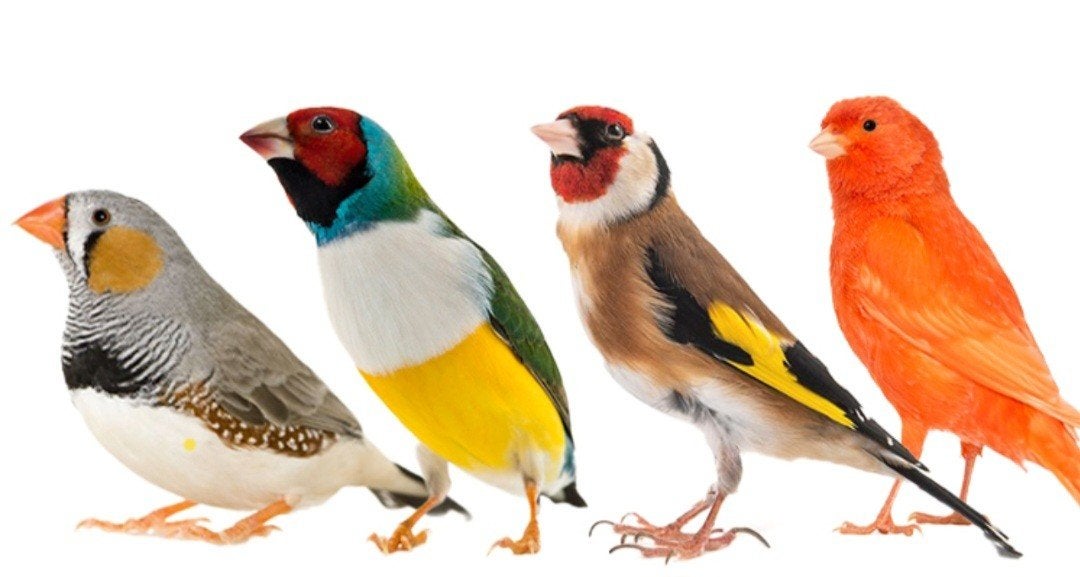 gezocht tropen, Dieren en Toebehoren