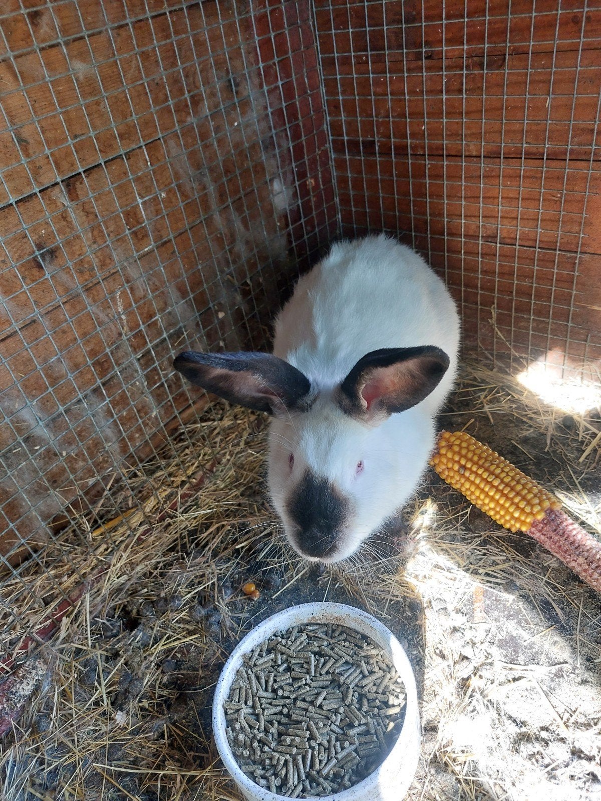te koop californier konijn voedster, Dieren en Toebehoren, Vrouwelijk
