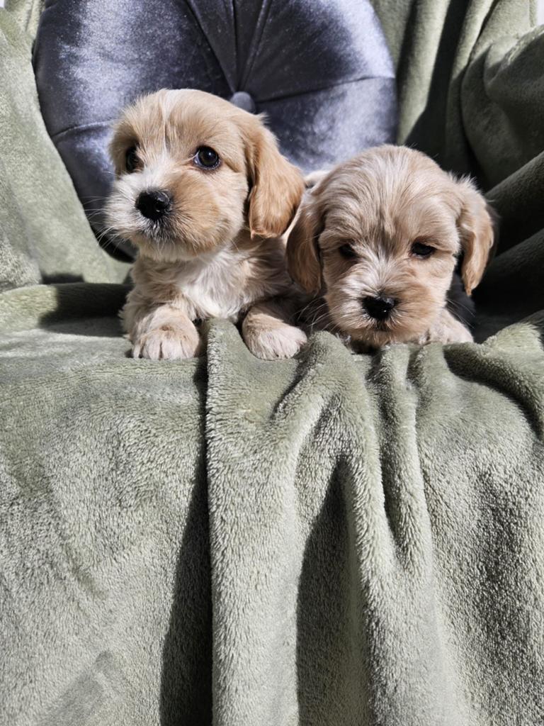 Boomer pups, Dieren en Toebehoren, Honden | Chihuahua's en Gezelschapshonden, Fokker | Hobbymatig, Meerdere, Nederland, 8 tot 15 weken
