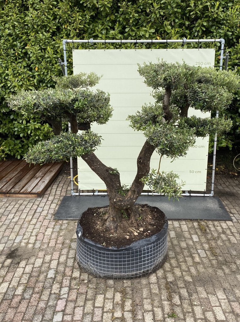 Olijfboom Pon-Pon - Olea Europea - stamomvang 100-110 cm, Tuin en Terras, Planten | Bomen, Ophalen of Verzenden, Olijfboom, 250 tot 400 cm