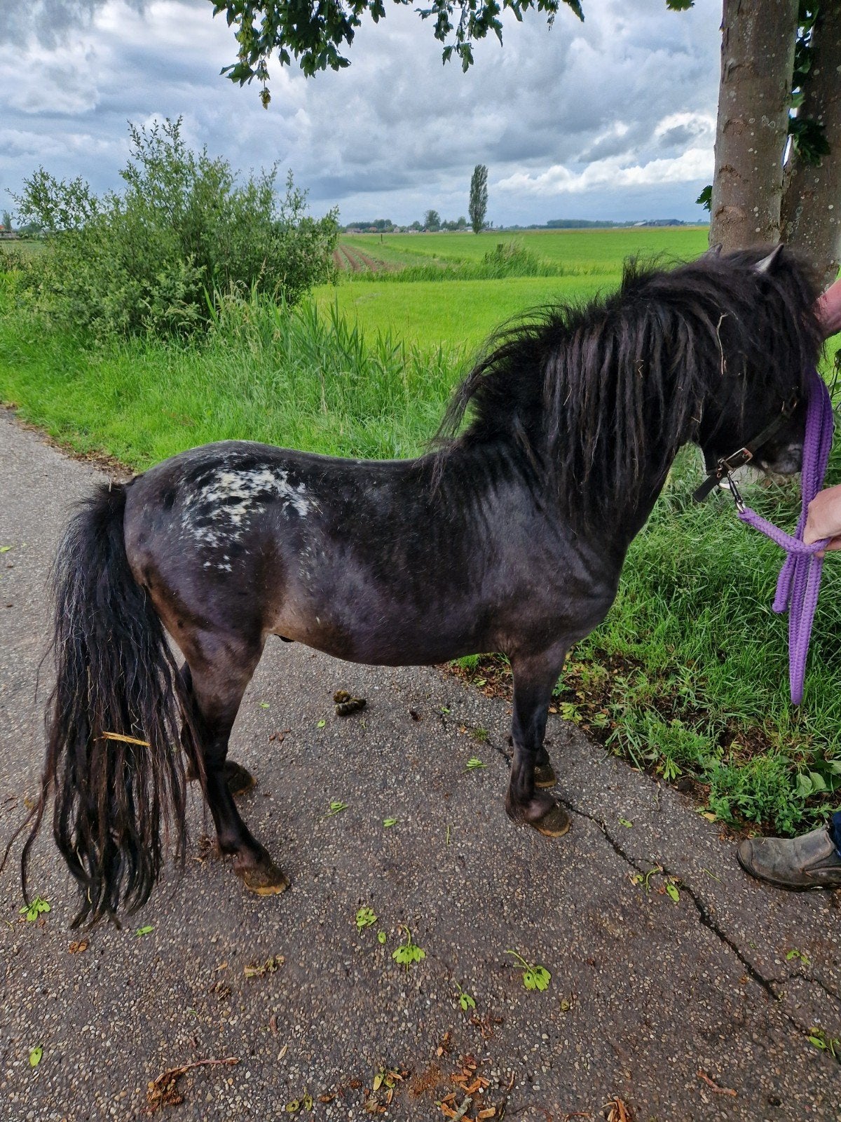 Mini hengst te koop, Dieren en Toebehoren, Pony's, Hengst, A pony (tot 1.17m), Gechipt, 3 tot 6 jaar