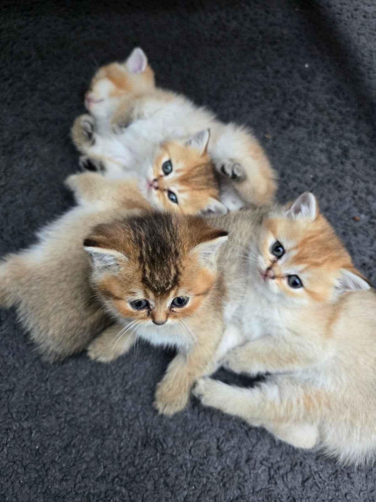 Black goldenshaded Brits korthaar kittens, Dieren en Toebehoren, Meerdere dieren, Kortharig, 0 tot 2 jaar