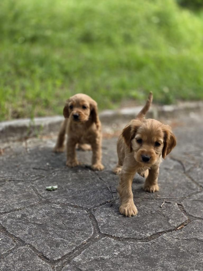 Cocker spaniel pups, Dieren en Toebehoren, Particulier, 15 weken tot 1 jaar, Buitenland, Meerdere