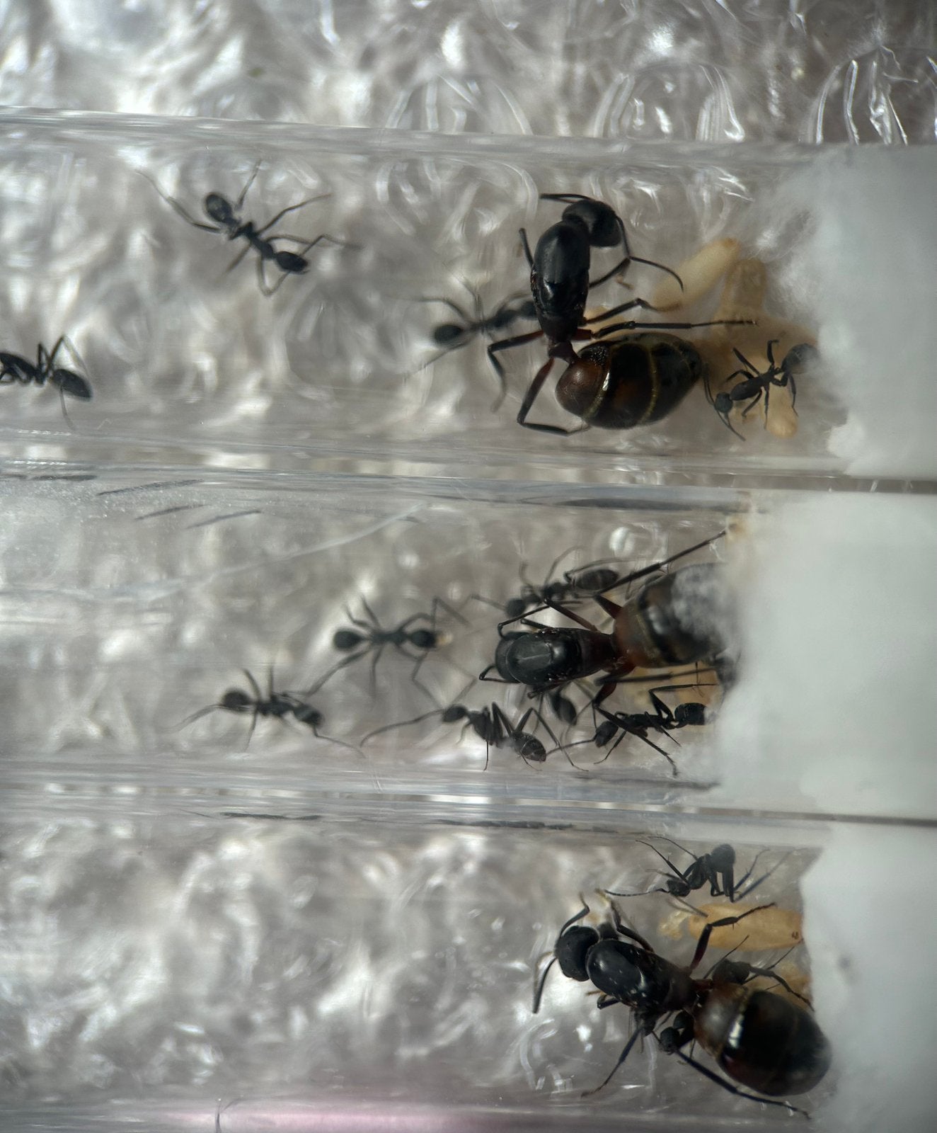 Camponotus cruentatus Q met 5-10 werksters / mieren ant, Dieren en Toebehoren, Insecten en Spinnen, Mieren
