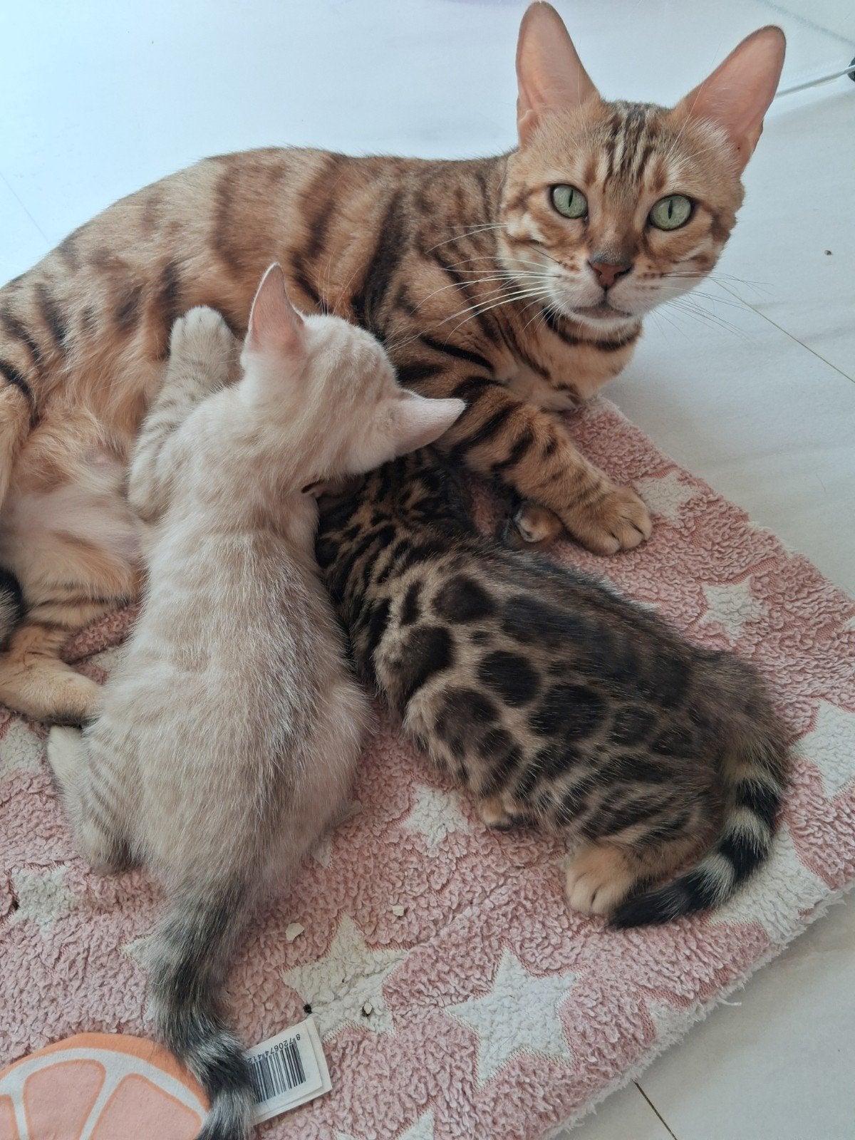 snow bengaal kater en blacktabby bengaal kater met stamboom, Kater, Met stamboom, 0 tot 2 jaar