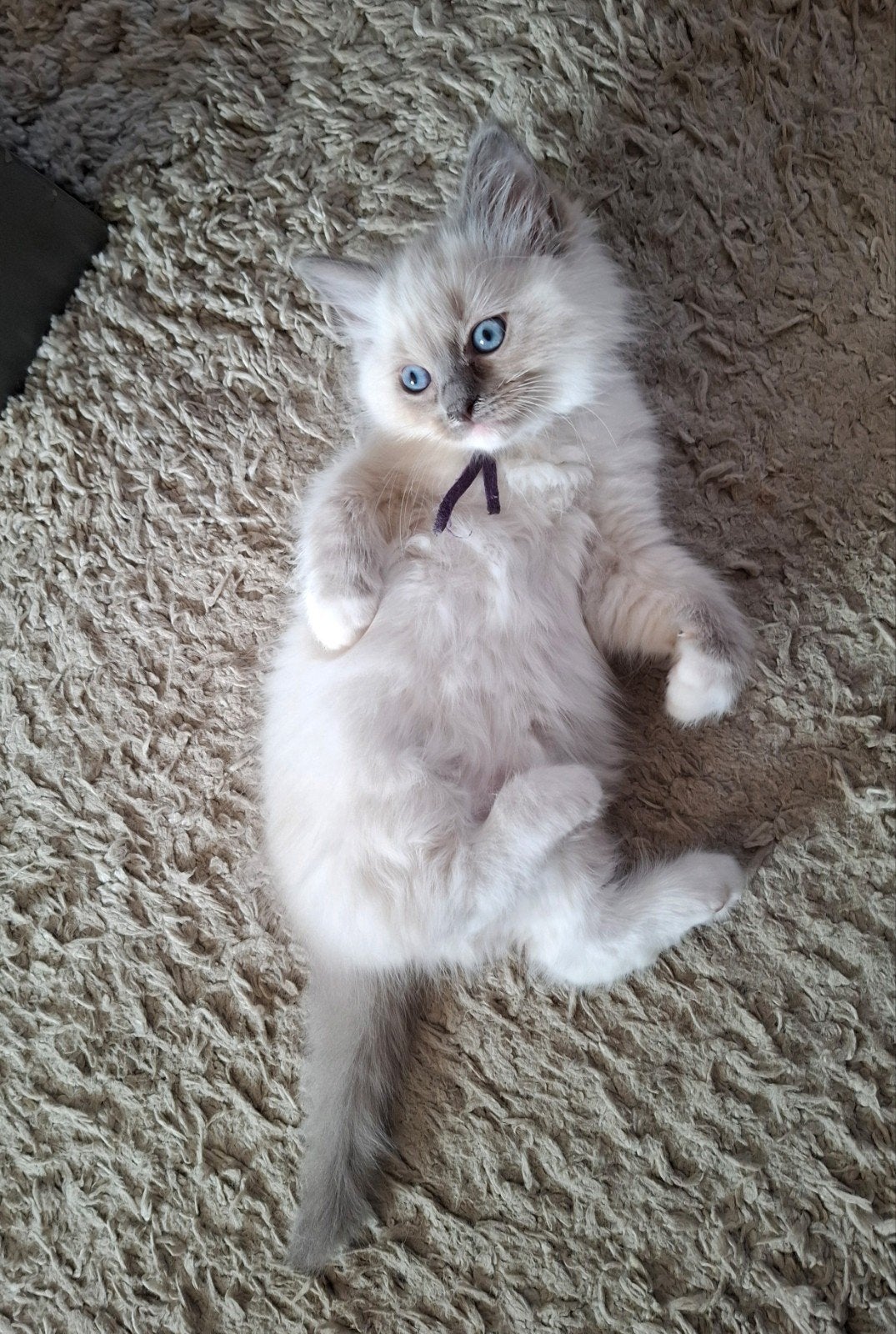 Raszuivere Ragdoll kitten, ouders getest op HCM & PKD, Meerdere dieren, Gechipt