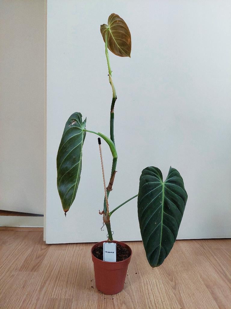 Philodendron Melanochrysum - Philodendron H: 52 cm., Ophalen, Overige soorten, Halfschaduw, Minder dan 100 cm