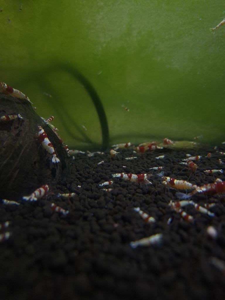 Crystal reds Caridina Garnalen(Leidingwater), Kreeft, Krab of Garnaal, Zoetwatervis, Schoolvis