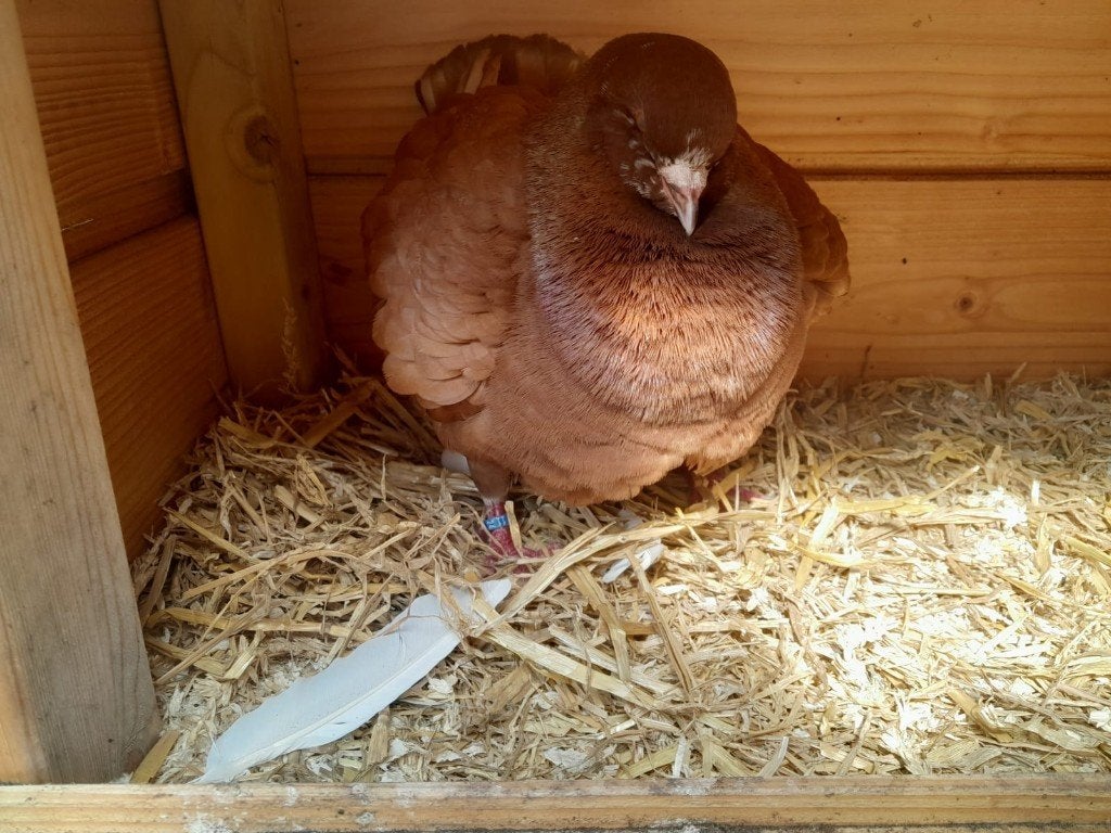 duiven tekoop, Meerdere dieren, Overige soorten