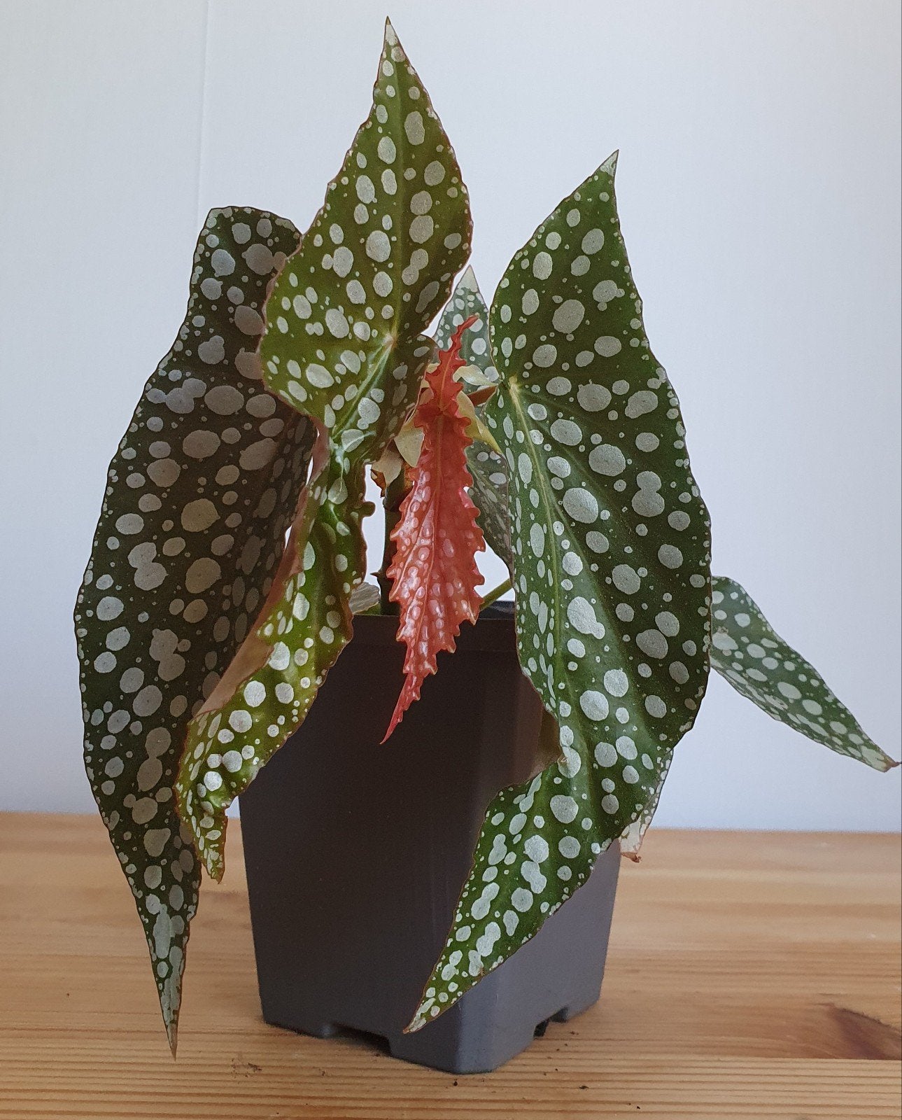 Stippenbegonia Maculata plant
Polka Dot
Langwerpige bladeren, Ophalen, Halfschaduw, Minder dan 100 cm