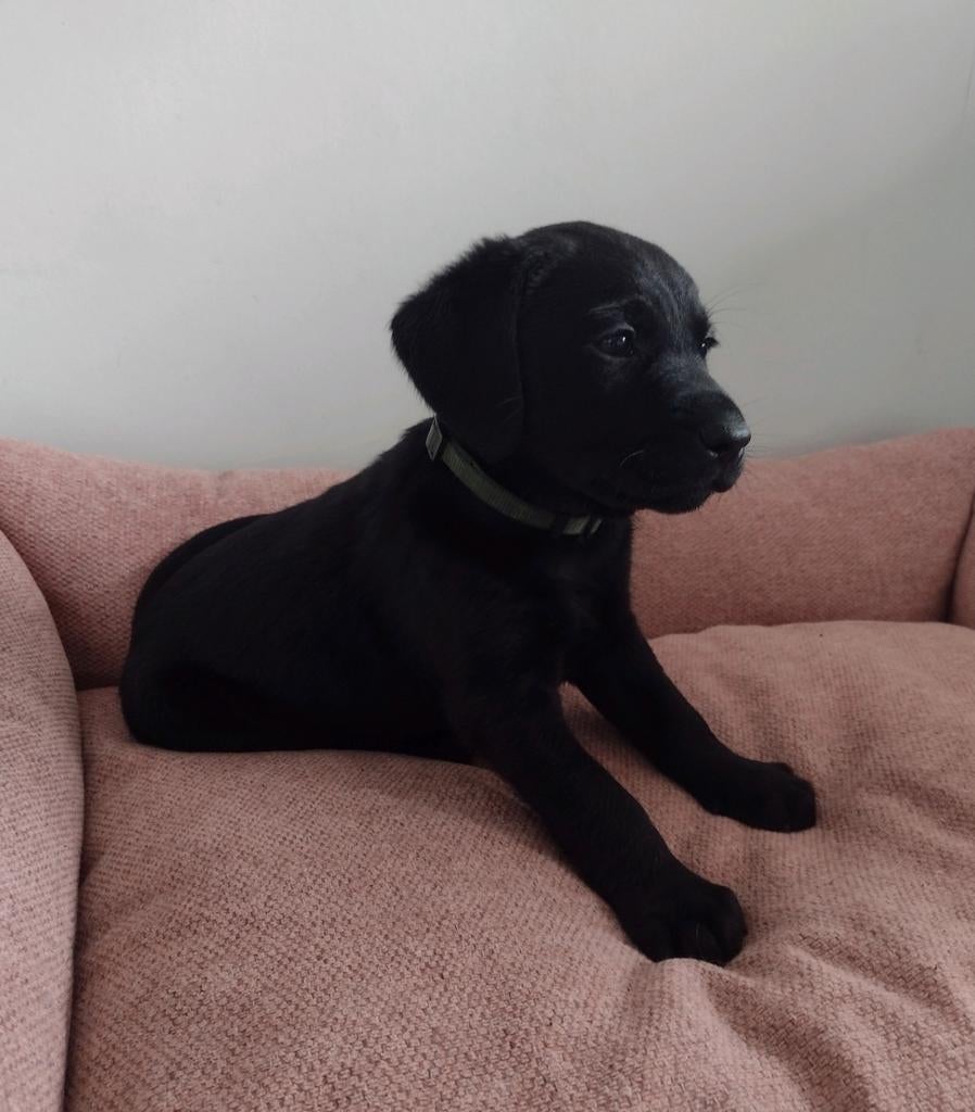 Prachtige Goldador (Labrador x Golden Retriever) pups, Dieren en Toebehoren, Parvo, 8 tot 15 weken, Labrador retriever, Meerdere dieren