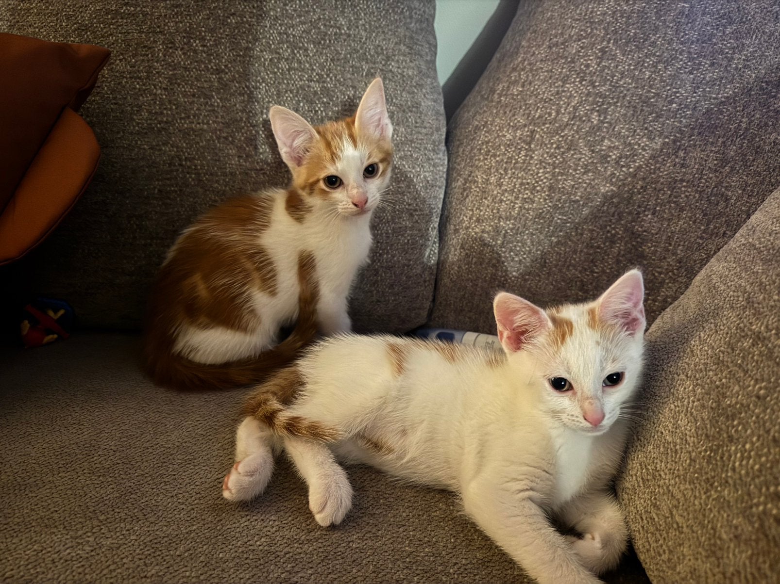 Kittens, Meerdere dieren