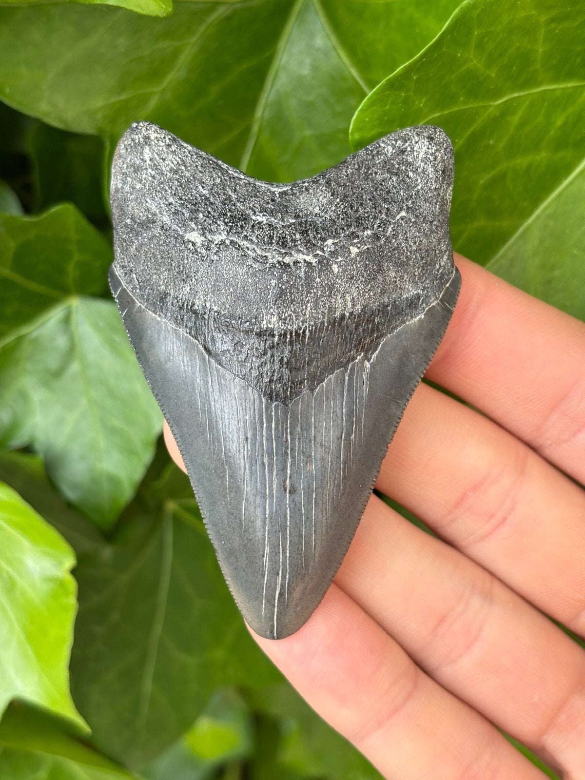 Megalodon haaientand fossiel South Carolina, Verzamelen, Mineralen en Fossielen, Ophalen of Verzenden, Fossiel