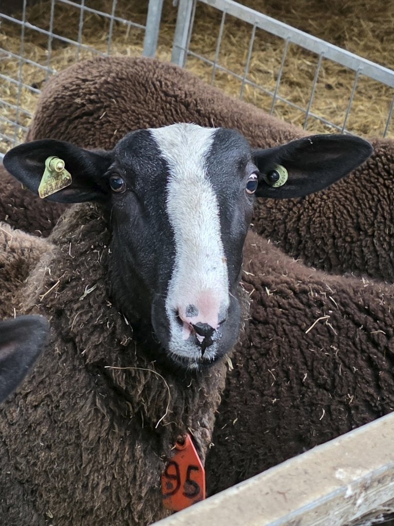 Zwartbles Stamboek Ramlammeren, Dieren en Toebehoren, Mannelijk, Schaap, 0 tot 2 jaar
