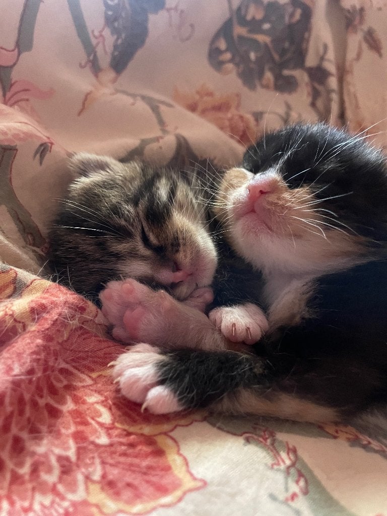 Mooi kitten poesje te koop, Dieren en Toebehoren, Katten en Kittens | Raskatten | Korthaar, Meerdere dieren, 0 tot 2 jaar