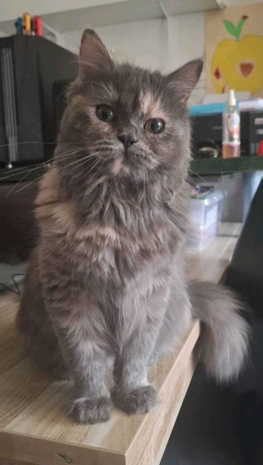 prachtige langharige poes, 1 jaar en al gesteriliseerd, Dieren en Toebehoren, Katten en Kittens | Raskatten | Langhaar, Poes, Gechipt