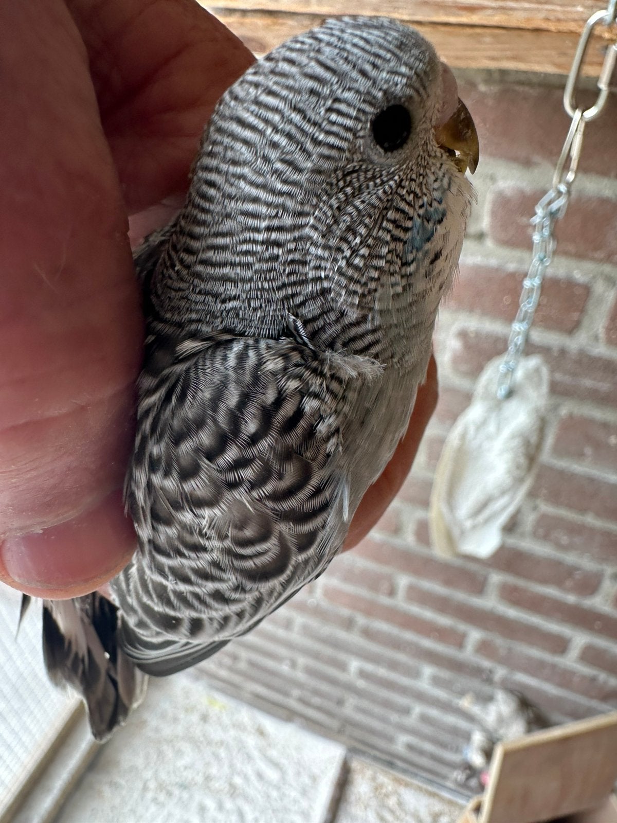Hele jonge grasparkieten hand tamme, Meerdere dieren