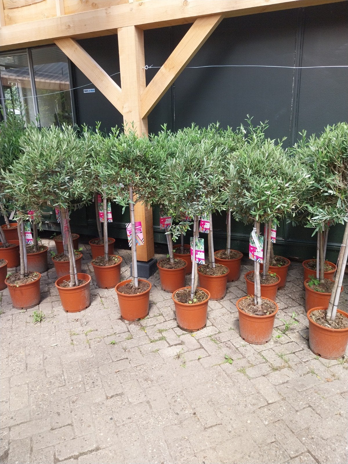 Olijfbomen op stam - Mediterrane sfeer voor uw tuin, Tuin en Terras, 100 tot 250 cm, Olijfboom, Zomer, Ophalen