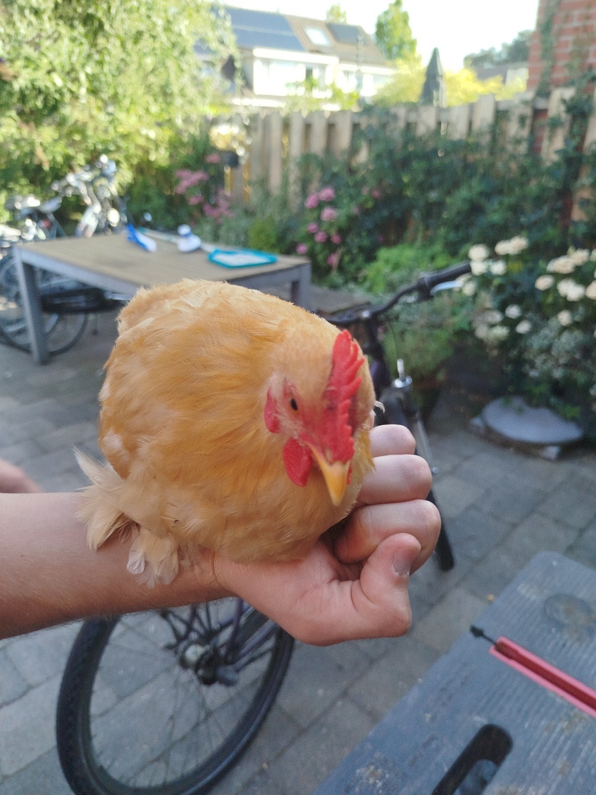 2 Cochin kriel hanen buff, Dieren en Toebehoren, Pluimvee, Mannelijk, Kip