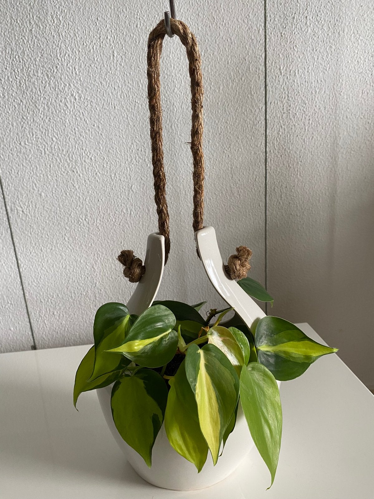 Philodendron Brasil variegata, hang/ klimplant incl. hangpot, Ophalen of Verzenden, In pot, Minder dan 100 cm