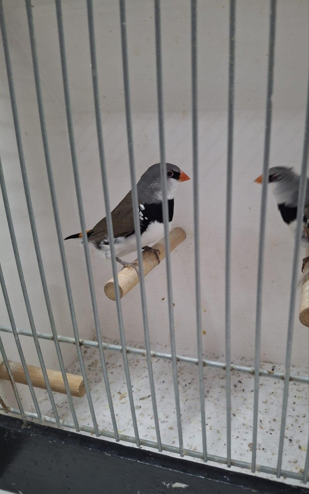 Diamantvinken geel en rood stuit, Meerdere dieren, Geringd