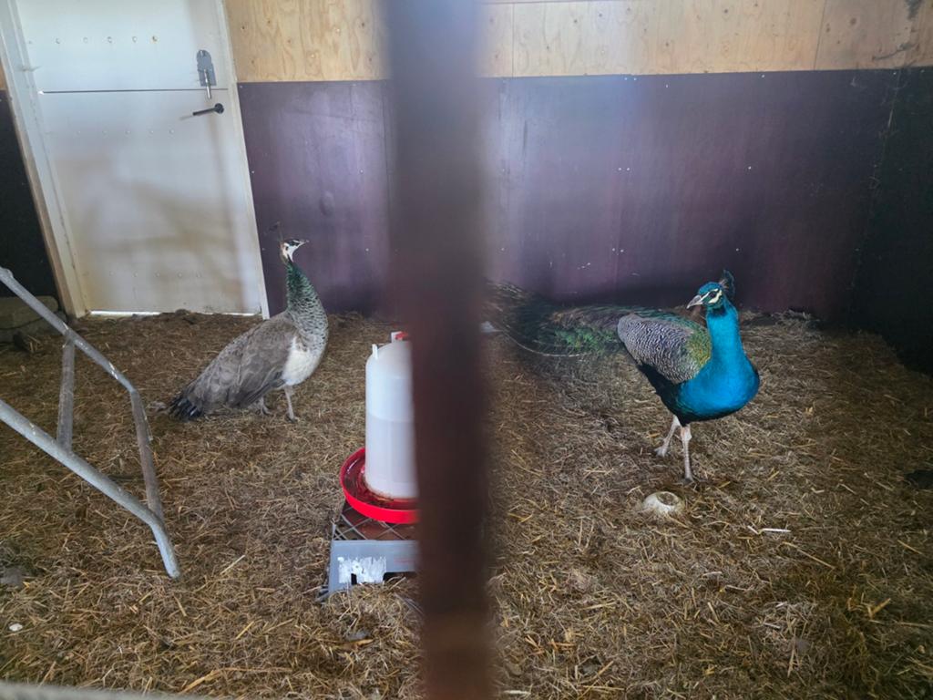 Pauwen koppel, Dieren en Toebehoren, Meerdere dieren