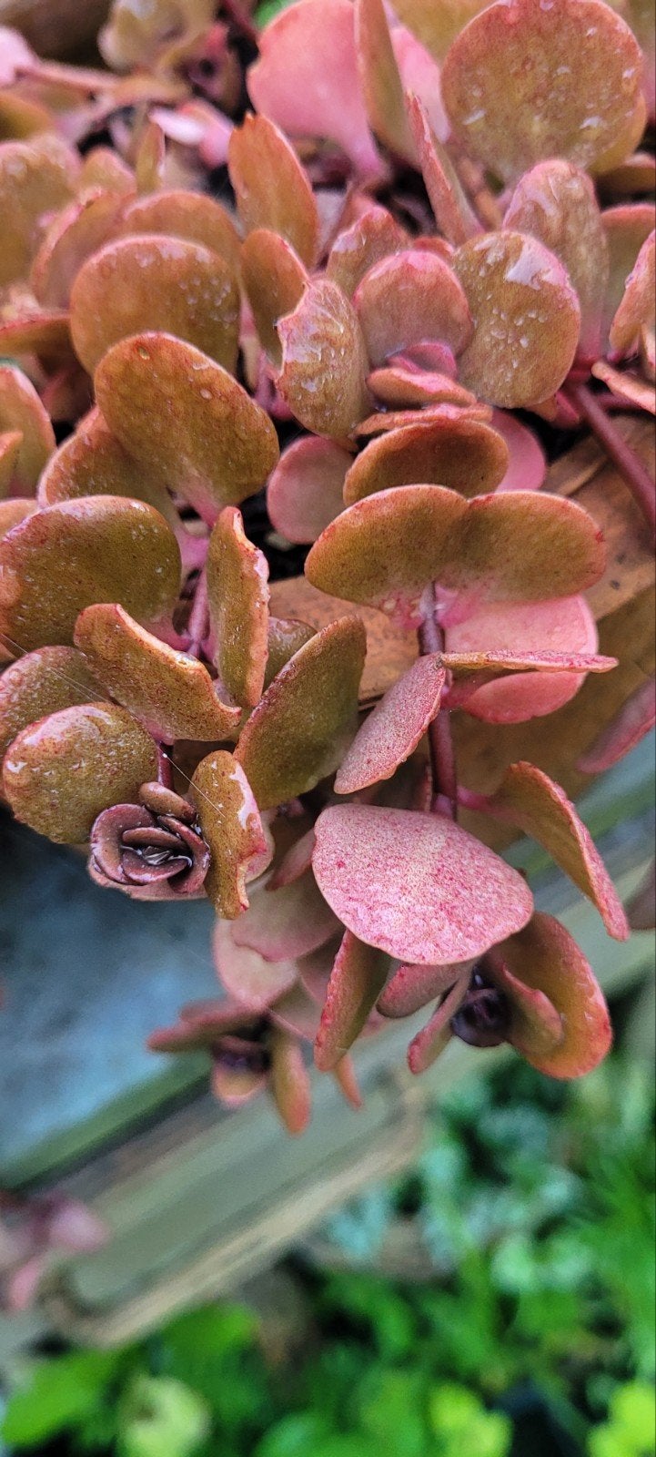 diverse soorten lage planten, Ophalen, Overige soorten, Volle zon