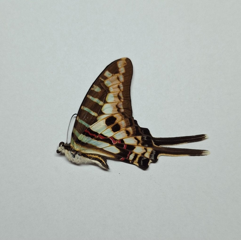 Ongeprepareerde vlinders Graphium policenes, G. milon, Ophalen of Verzenden, Nieuw, Insect, Opgezet dier