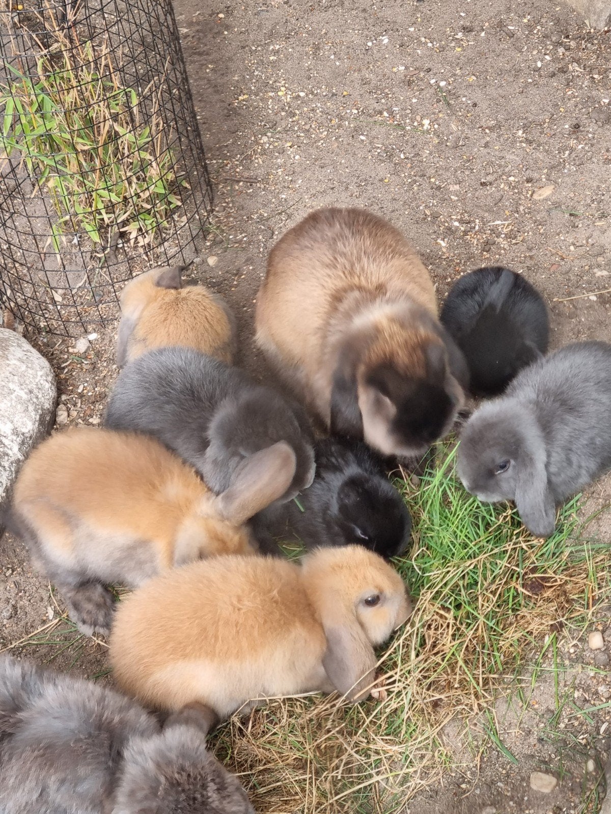 Jonge hangoor konijntjes, Dieren en Toebehoren, Konijnen, Meerdere dieren, Hangoor
