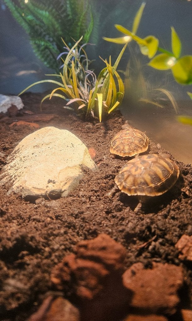 Griekse landschildpadden met compleet terrarium Tortoise photo 6