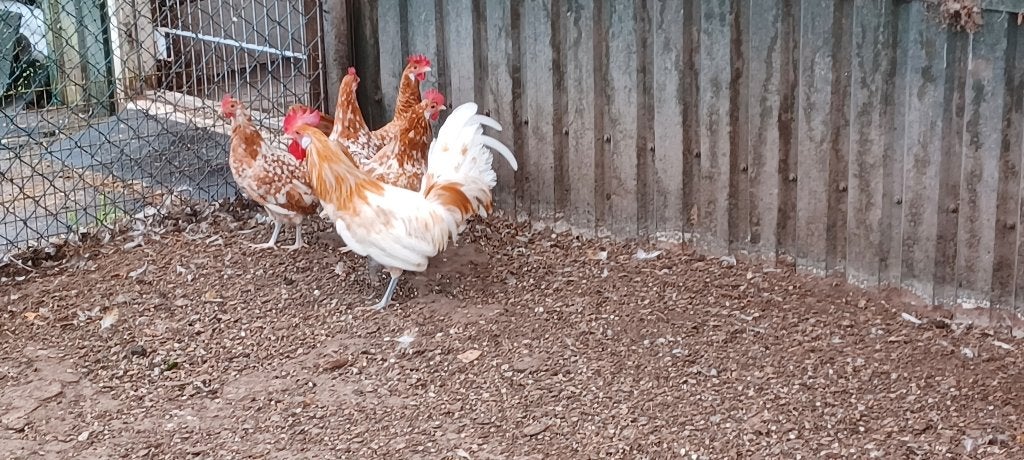 Friese hoenders, Meerdere dieren, Kip