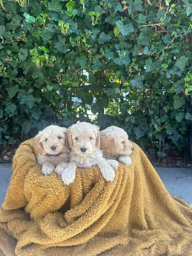 3 prachtige Australian Labradoodle teefjes, Dieren en Toebehoren, Honden | Niet-rashonden, 8 tot 15 weken, Teef, Parvo, Meerdere